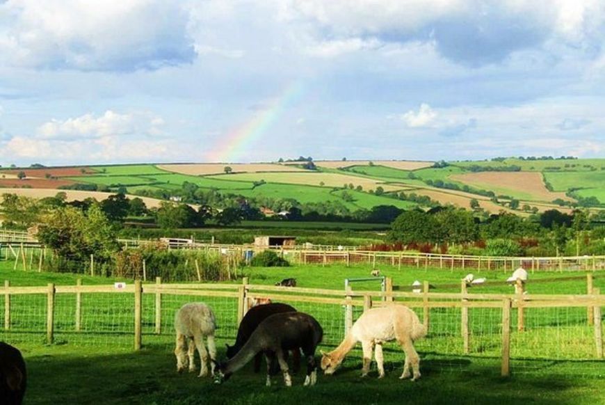 Alpacas overlooking fields